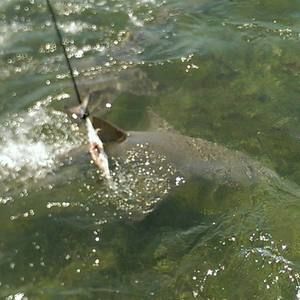 Meet your Posher, Lamar